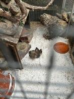 Gratis op te halen; Chinese dwergkwartel haantjes, Mannelijk, Overige soorten