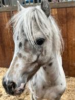 Raszuivere Falabella hengsten en merries diverse leeftijden, Dieren en Toebehoren, Pony's, Meerdere dieren, A pony (tot 1.17m)