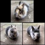 Dwergkonijntje leeuwenkoojes, Dieren en Toebehoren, Konijnen, Meerdere dieren, Dwerg