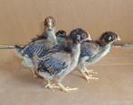 kuikens barnevelder dubbelgezoomd groot, Vrouwelijk, Kip