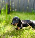 Dwerg teckel pups puppys 🐶 mini, CDV (hondenziekte), 8 tot 15 weken, Korthaar, Dwerg