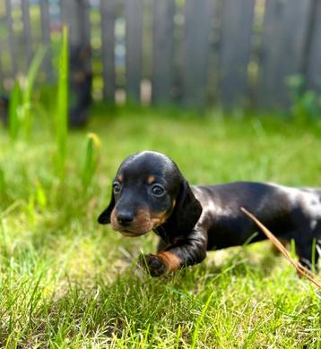 Dwerg teckel pups puppys 🐶 mini - dwergteckels beschikbaar voor biedingen