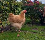 Mooie Orpington Buf haan, Dieren en Toebehoren, Mannelijk, Kip