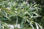 **GOEDKOOP** Salix alba, schietwilg, gewone wilg, knotwilg, Tuin en Terras, Planten | Bomen, Ophalen of Verzenden, Lente, 100 tot 250 cm