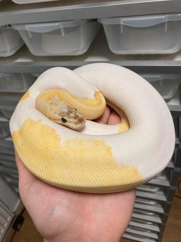 0.1 Ivory Pied ball python regius te koop beschikbaar voor biedingen