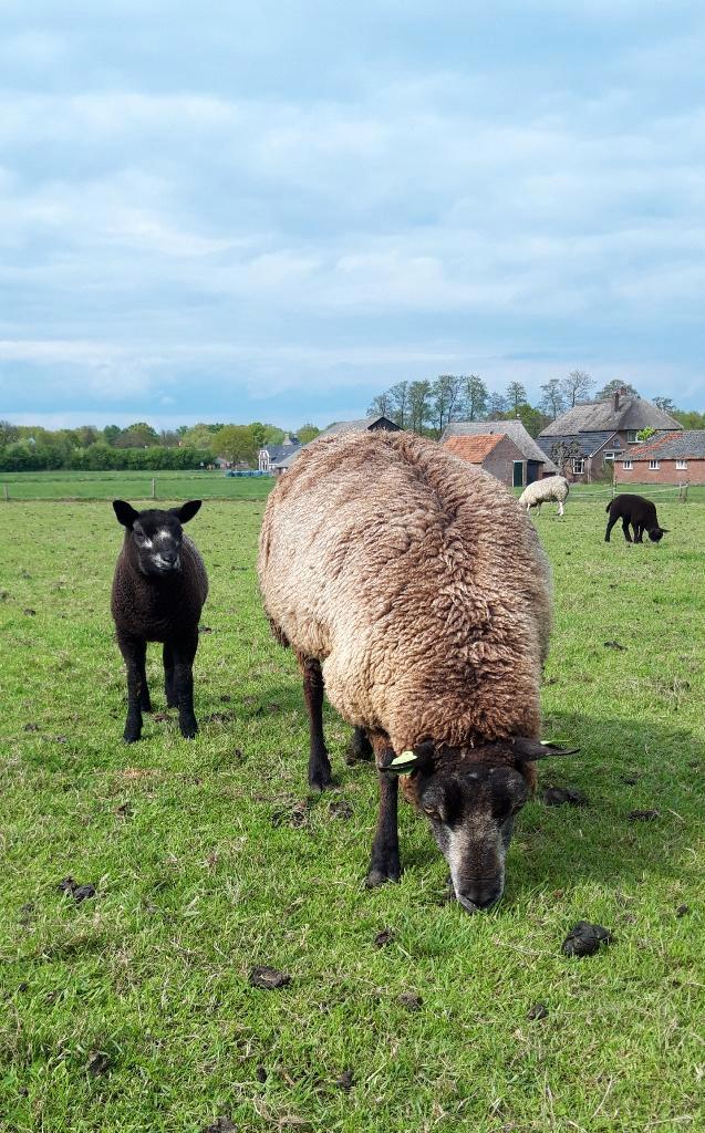 Prachtige schapenwol, v d blauwe/witte texelaar, Hobby en Vrije tijd, Spinnewielen en Spinnen, Nieuw, Spinwol, Ophalen of Verzenden