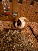 Cavia beer van 2,5 jaar zoekt nieuw huis met vriendje, Cavia, Mannelijk, Mei, Tam