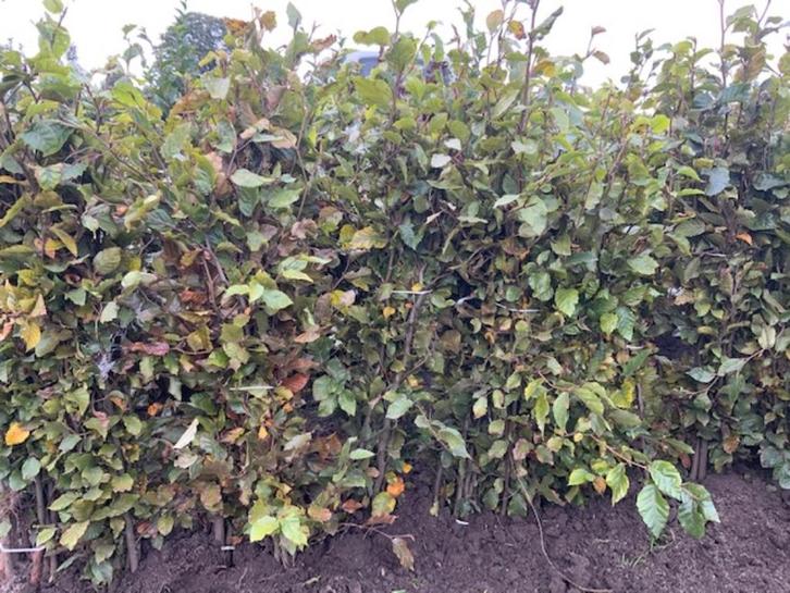Beukenhaag ( Fagus sylvatica )en fagus sylvatica atropunicea, Tuin en Terras, Planten | Struiken en Hagen, Haag, Beukenhaag, 100 tot 250 cm