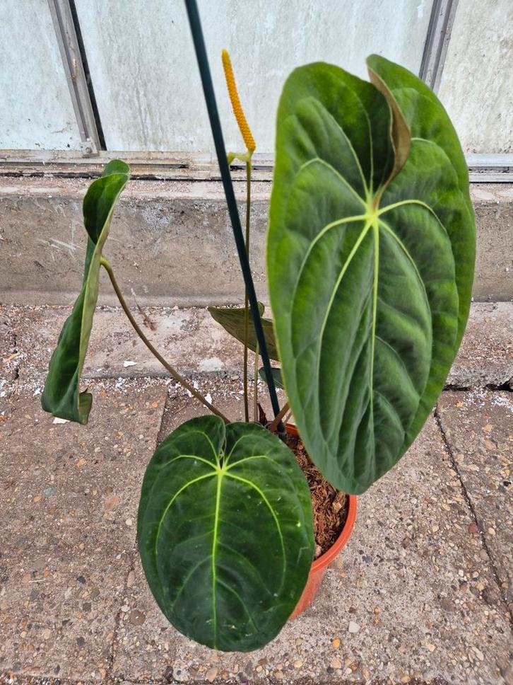 Anthurium Dark Phoenix XXL p21 (1), Huis en Inrichting, Kamerplanten, Halfschaduw, Ophalen of Verzenden