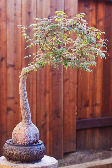Cyphostemma Laza bijzondere Caudex planten beschikbaar voor biedingen