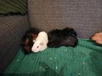 Te koop cavia s 4 zeugjes, Dieren en Toebehoren, Knaagdieren, November, Vrouwelijk, Cavia