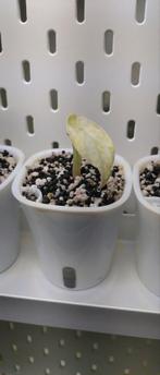 Alocasia Ninja tricolor variegata baby's, Ophalen of Verzenden