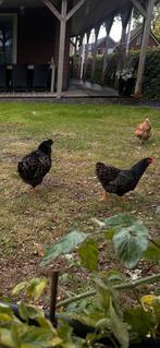 2 stuks Barnevelder Kippen, Dieren en Toebehoren, Pluimvee, Vrouwelijk, Kip