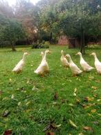 Indische loopeenden, Dieren en Toebehoren, Pluimvee, Mannelijk, Eend