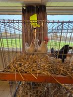 Friese hoenders kriel/groot parelgrijs(koekoek)zwart kippen, Dieren en Toebehoren, Pluimvee, Meerdere dieren, Kip