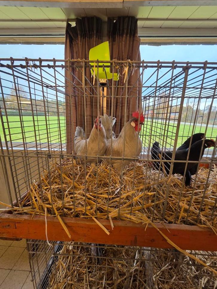 Friese hoenders kriel/groot parelgrijs(koekoek)zwart kippen, Dieren en Toebehoren, Pluimvee, Kip, Meerdere dieren