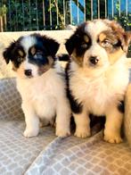 Australian Shepherd pups beschikbaar, CDV (hondenziekte), 8 tot 15 weken, Meerdere, Meerdere dieren