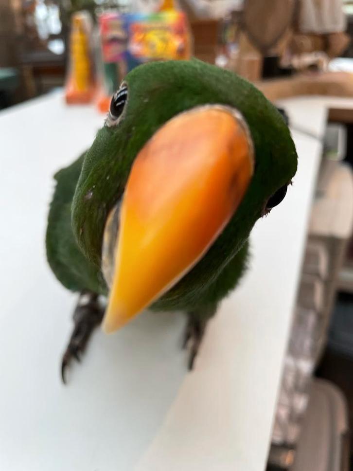 Jonge Baby Edelpapegaai | Handtam | Kleurrijk | Nieuwsgierig, Dieren en Toebehoren, Vogels | Parkieten en Papegaaien, Papegaai