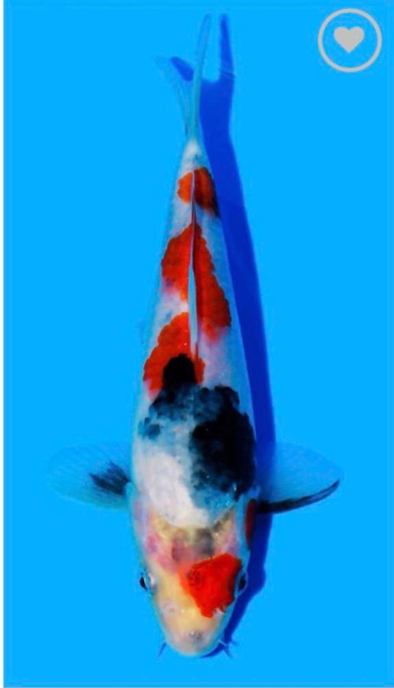 Tosai Showa Taniguchi, Karper of Koi