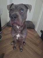 Amerikaanse Stafford, Rabiës (hondsdolheid), Eén hond, 3 tot 5 jaar, Nederland