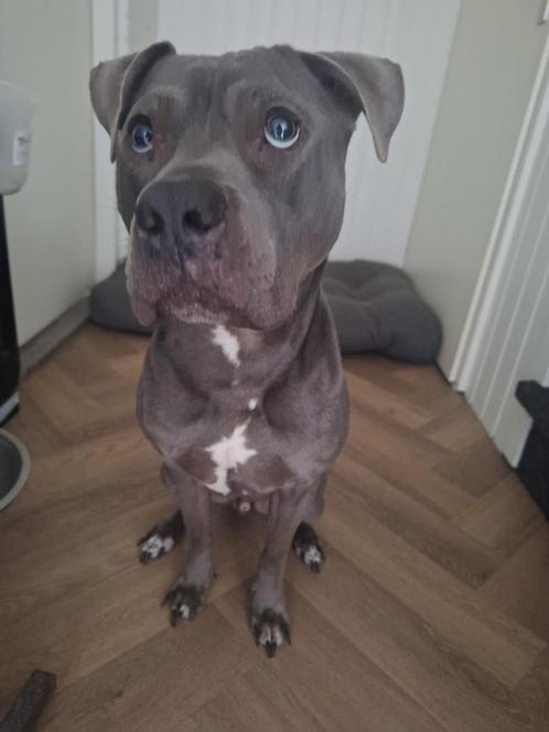 Amerikaanse Stafford, Dieren en Toebehoren, Honden | Bulldogs, Pinschers en Molossers, Reu, Overige rassen, Particulier, Eén hond