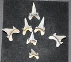 Set Haaientanden Boven-Krijt, Verzamelen, Mineralen en Fossielen, Ophalen of Verzenden, Fossiel