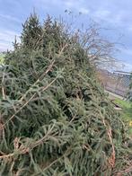 Kerstbomen, Ophalen, Volle zon, Overige soorten