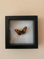 Vlinder in lijst, Catonephele numilia, Ophalen