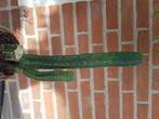 Cactus Trichoreus pachanoi, Huis en Inrichting, Kamerplanten, Ophalen, Minder dan 100 cm, In pot, Cactus