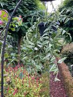 Hoya Bella, Huis en Inrichting, Kamerplanten, Ophalen