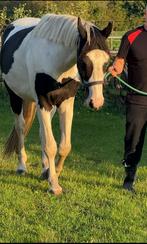 Mooi 3 jarige ruin springpaard, Dieren en Toebehoren, Paarden, Springpaard, Ruin, 3 tot 6 jaar, Onbeleerd