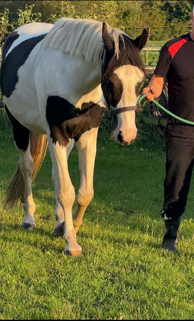 Mooi 3 jarige ruin springpaard, Dieren en Toebehoren, Paarden, Ruin, Onbeleerd, 165 tot 170 cm, 3 tot 6 jaar, Springpaard, Met stamboom