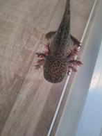 Axolotl Wildkleur (nog 4stuks!), Ophalen