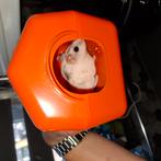 Chinese dwerghamsters, Dieren en Toebehoren, Knaagdieren, Hamster, Mannelijk, November, Tam