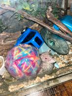 Tenrec met groot terrarium nieuw zoekt liefdevol huisje, Ophalen, Overige typen