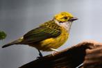 Zilverkeeltangara man, Dieren en Toebehoren, Vogels | Overige Vogels, Mannelijk, Geringd