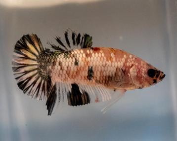 Betta Man marble - HMPK beschikbaar voor biedingen