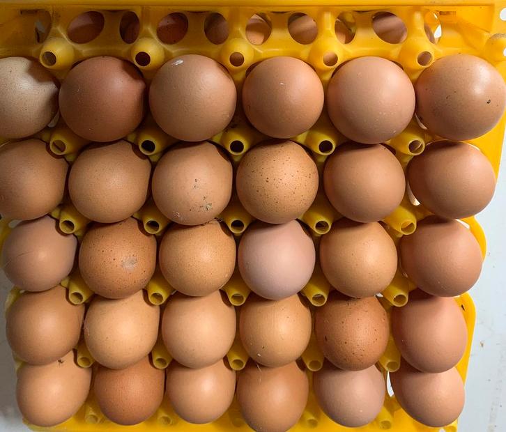Isa brown broedeieren, Dieren en Toebehoren, Pluimvee, Kip, Geslacht onbekend