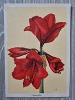 Oude Amaryllis kaart, Ophalen of Verzenden, Ongelopen