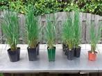 Struisriet, Calamagrostis Karl Foerster, Ophalen, Volle zon, Vaste plant, Siergrassen