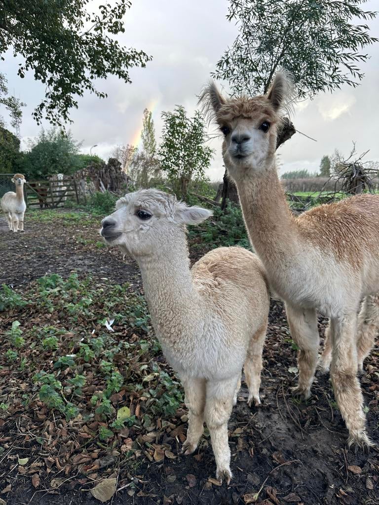 Alpaca moeder en zoon “ruin”, Dieren en Toebehoren, Juni, Meerdere dieren