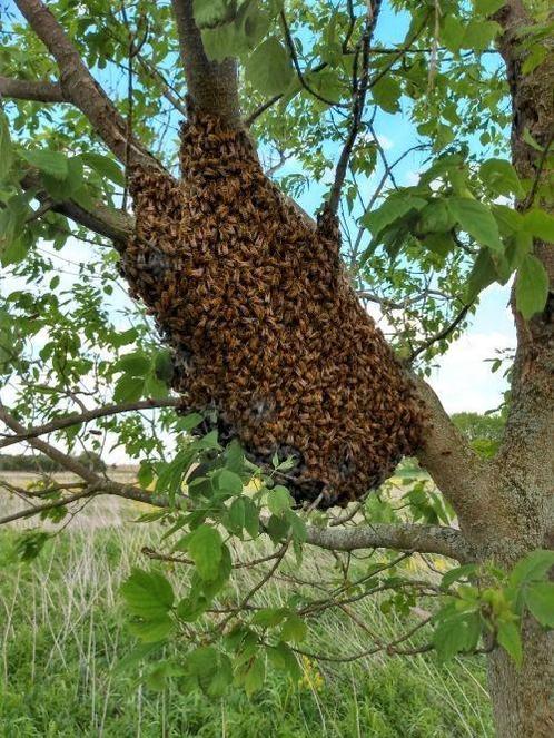 Bijenzwerm gezien? Wij komen ze graag ophalen, Dieren en Toebehoren, Insecten en Spinnen, Bijen