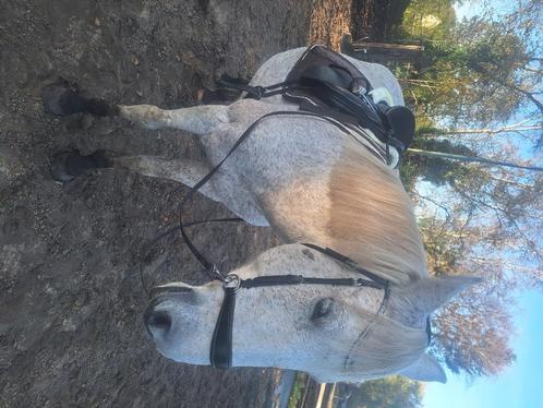 Gezocht stalling, Dieren en Toebehoren, Stalling en Weidegang, Stalling