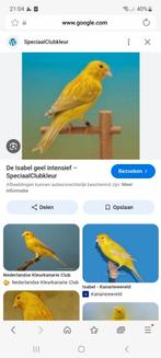 Koppel geel isabel kanaries, Dieren en Toebehoren, Vogels | Kanaries, Meerdere dieren, Kleurkanarie