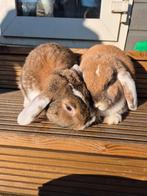 Hangoor Konijn Rammelaar, Dieren en Toebehoren, Konijnen, Mannelijk, Hangoor