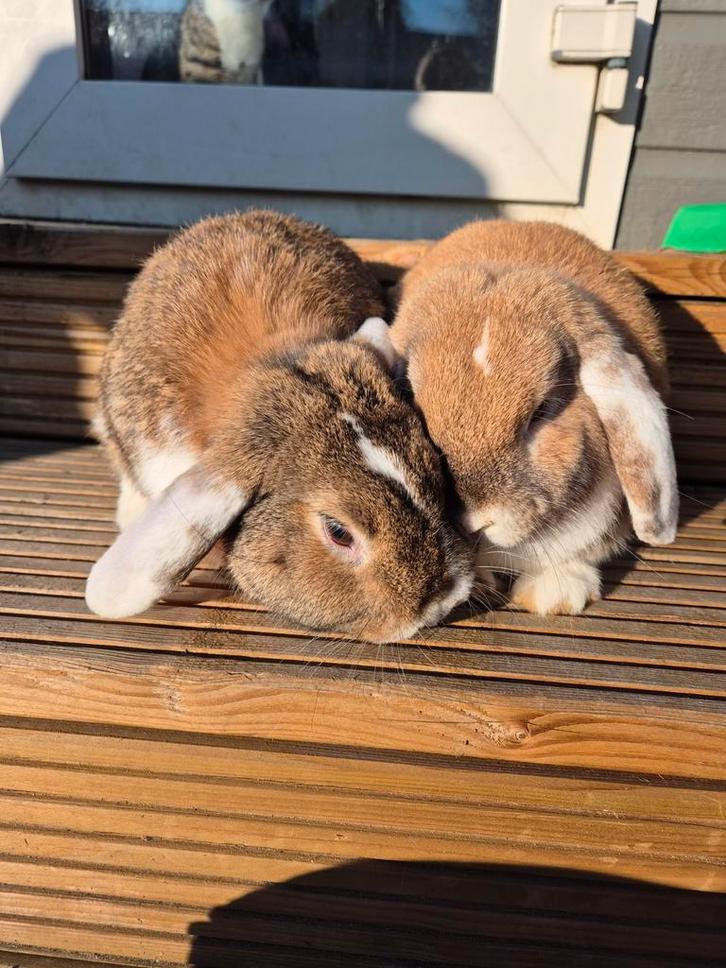 Hangoor Konijn Rammelaar, Dieren en Toebehoren, Konijnen, Mannelijk, Hangoor