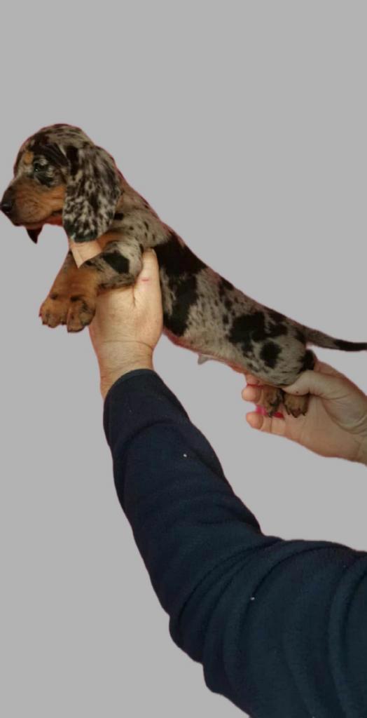 Teckel puppy, Dieren en Toebehoren, Honden | Teckels en Dashonden, Meerdere dieren, Korthaar, Dwerg, Particulier, Eén hond, Nederland