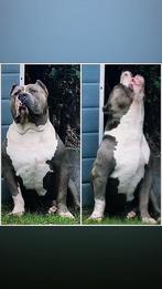 DEK REU  !!! TOP BLOEDLIJN TYSON XXL BULLY...STAMBOOM UKC, Dieren en Toebehoren, Meerdere, 3 tot 5 jaar, België, Reu