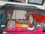 Hamster kooi met toebehorende spullen, Dieren en Toebehoren, Kooi, Minder dan 60 cm, Gebruikt, 75 tot 110 cm