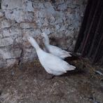 2 ganzen, Dieren en Toebehoren, Pluimvee, Meerdere dieren, Gans of Zwaan